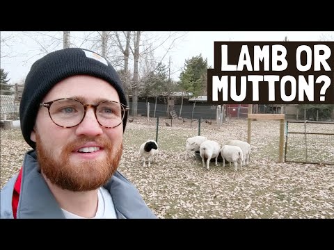Sheep Meats: Lamb, Mutton, and Everything in Between