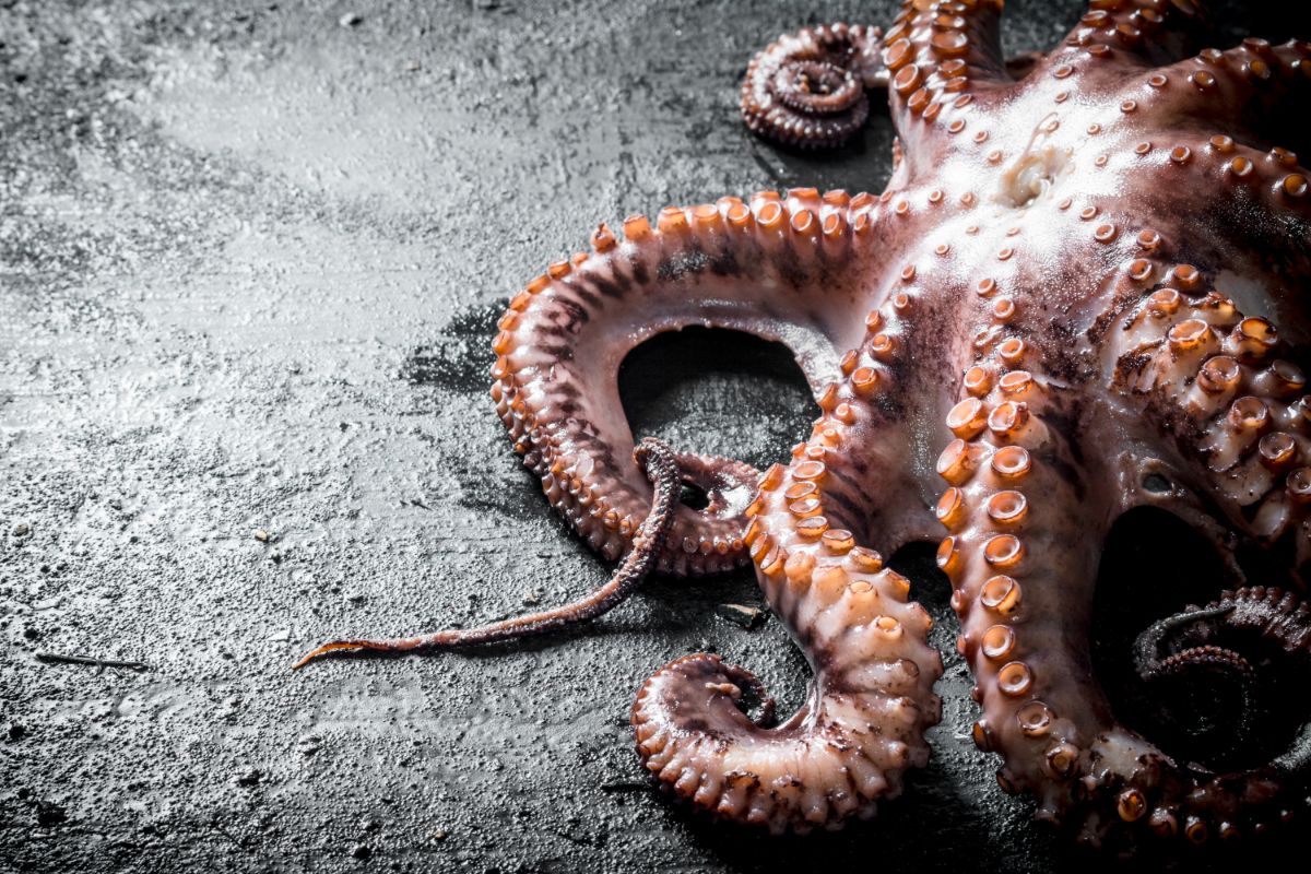 Calamari Vs Octopus Meat