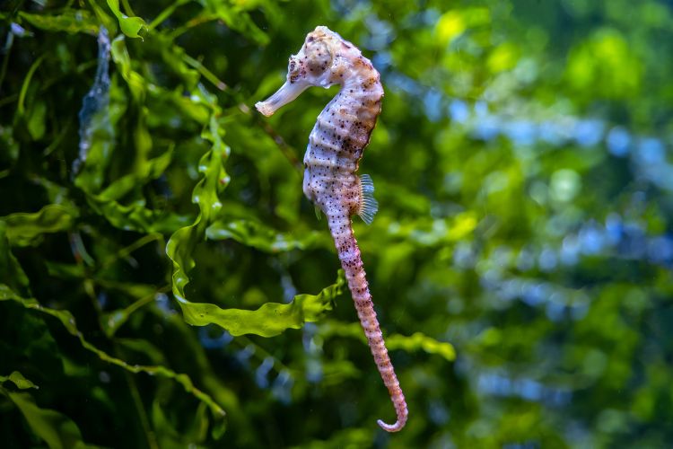 Single Seahorse against Green algae in the background