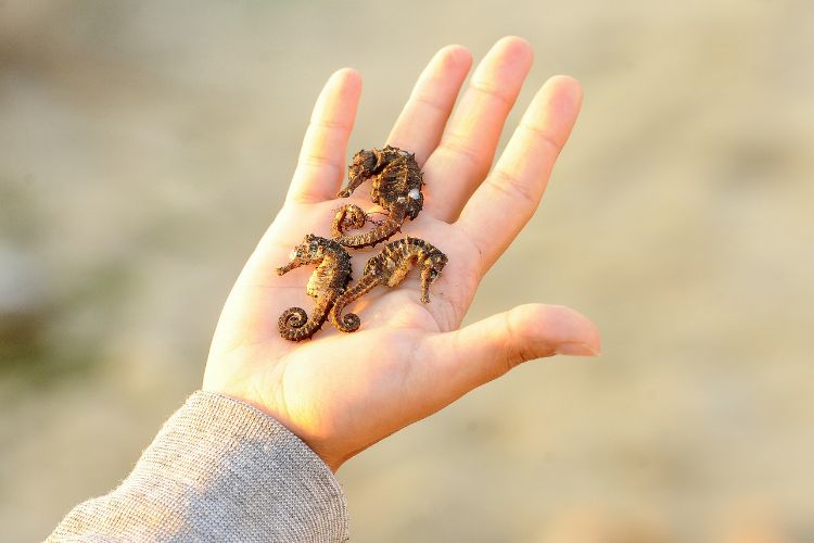 Someone holding seahorses