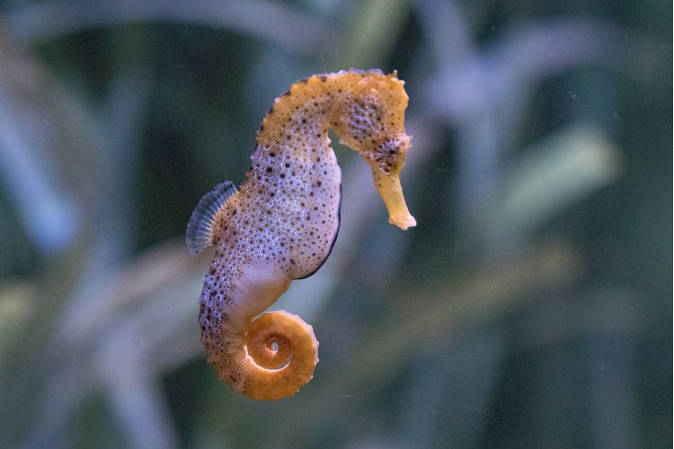 The slender seahorse or longsnout seahorse